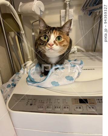 洗濯機の上の猫 洗濯機の上の猫 94369327