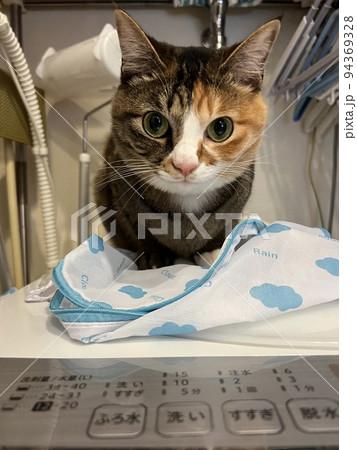 洗濯機の上の猫 洗濯機の上の猫 94369328