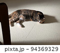 部屋で横たわる猫 94369329