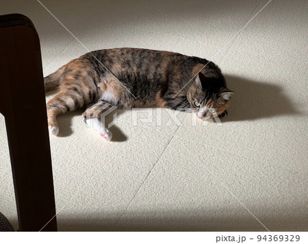 部屋で横たわる猫 部屋で横たわる猫 94369329