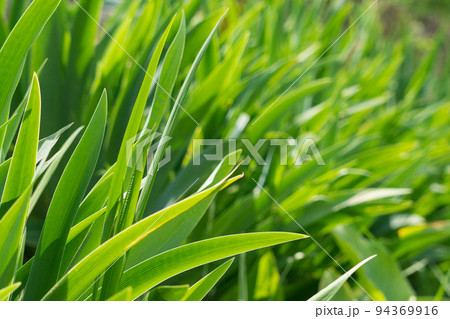 Tall young grass close-up. 94369916