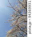 晴れた日の桜 94369931