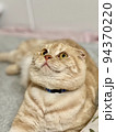 猫アップ 94370220