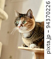 キャットウォークと猫 94370226
