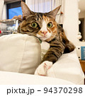 猫アップ 94370298
