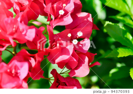 Bougainvillea or paper flower , red paper flower 94370393