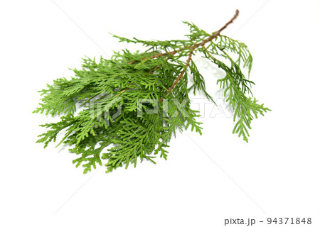 ヒバの白バック写真 94371848