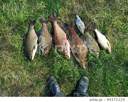 Different sizes of breams on green grass. Successful fishing rich catch 94372120