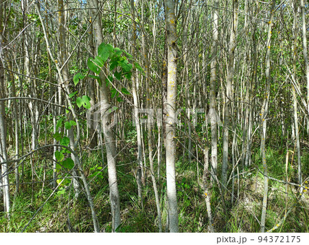 Forest thickets of small trees and bushes. Impenetrable thicket. Temperate jungle 94372175