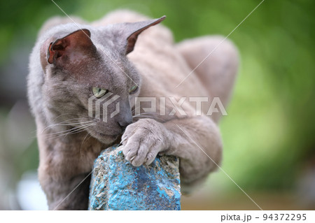 Big gray angry looking Sphinx breed stray cat resting on steet outdoors in summer 94372295