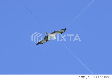 Beautiful wild bird eagle with spread wings flying high in blue sky Beautiful wild bird eagle with spread wings flying high in blue sky 94372309
