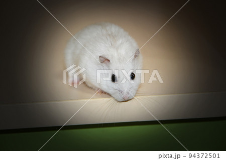 Small white hamster close up on light surface 94372501