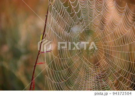 Plant is wrapped in wet web at dawn. Water droplets on cobweb 94372504