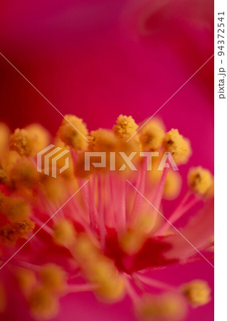 Cayenne or Hibiscus flower detail, Riminmi, Italy Cayenne or Hibiscus flower detail, Riminmi, Italy 94372541