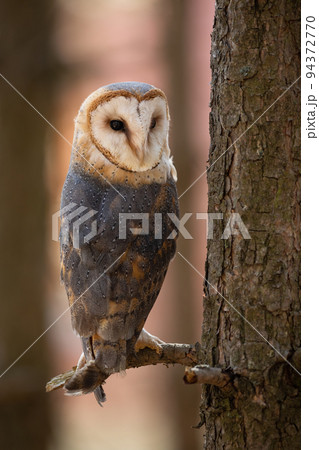 Barn owl sitting on a branch in forest and turning around Barn owl sitting on a branch in forest and turning around 94372770