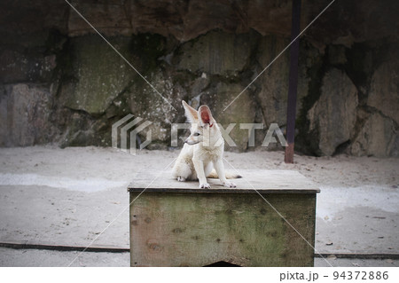 動物園の台の上に乗っているフェネックが可愛すぎる 94372886