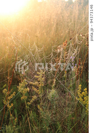 Summer landscape with field of grass and cobwebs in sun light at dawn Summer landscape with field of grass and cobwebs in sun light at dawn 94373146