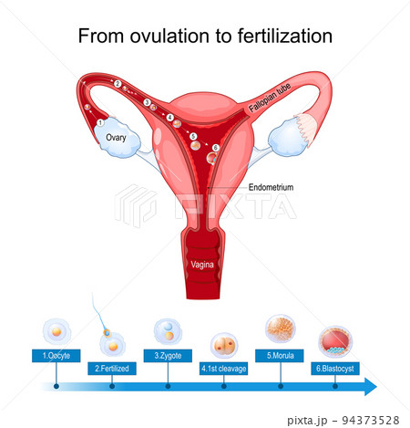 ovulation fertilization and implantation ovulation fertilization and implantation 94373528