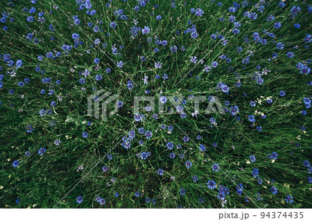 Top view of blooming cornflower field in the evening 94374435