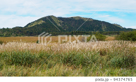 八島湿原の草紅葉 八島湿原の草紅葉 94374765