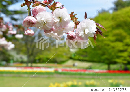 寺尾中央公園の桜(新潟県) 寺尾中央公園の桜(新潟県) 94375273
