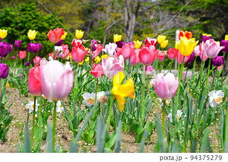 寺尾中央公園のチューリップ（新潟県） 94375279