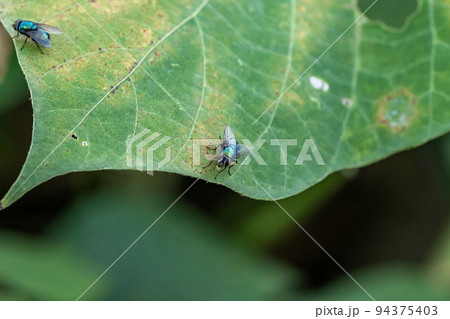 葉の上にとまる2匹のキンバエ 94375403