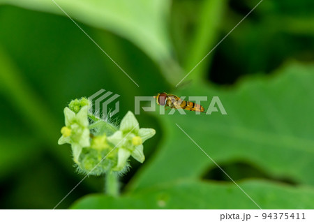 草花の周りを飛ぶホソヒラタアブ オス 草花の周りを飛ぶホソヒラタアブ オス 94375411