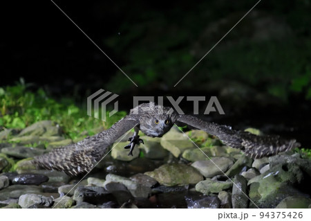 魚を掴んで池から飛び立つシマフクロウ 魚を掴んで池から飛び立つシマフクロウ 94375426