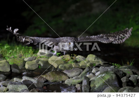 魚を掴んで池から飛び立つシマフクロウ 94375427