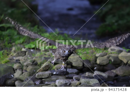 魚を掴んで池から飛び立つシマフクロウ 魚を掴んで池から飛び立つシマフクロウ 94375428