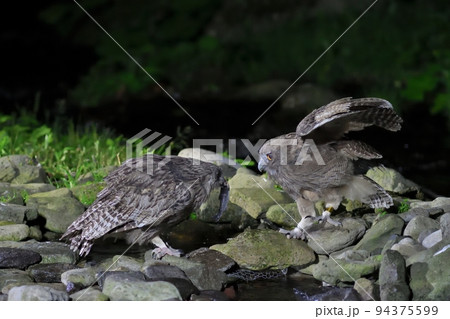 シマフクロウの親から魚をもらおうとする幼鳥 94375599