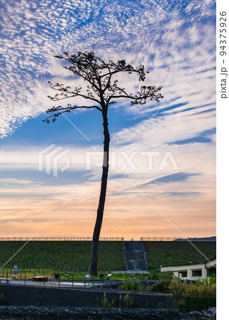 陸前高田　奇跡の一本松　朝景 94375926