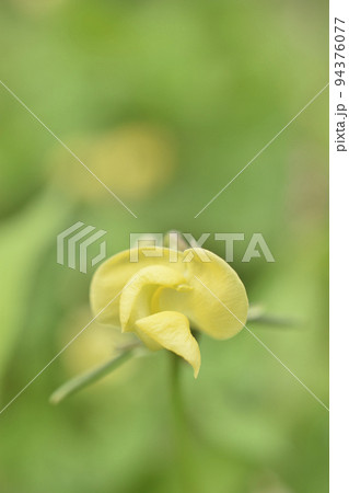 藪蔓小豆 藪蔓小豆 94376077