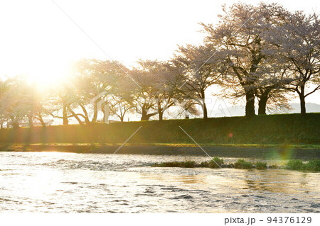 斉内川沿いの桜並木(秋田県) 斉内川沿いの桜並木(秋田県) 94376129