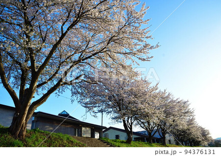 斉内川沿いの桜並木(秋田県) 斉内川沿いの桜並木(秋田県) 94376131