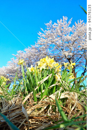 斉内川沿いの桜並木（秋田県） 94376135