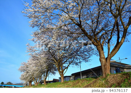 斉内川沿いの桜並木(秋田県) 斉内川沿いの桜並木(秋田県) 94376137