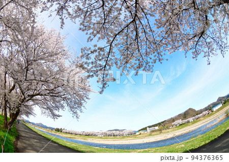 桧木内川堤の桜並木(秋田県) 桧木内川堤の桜並木(秋田県) 94376365