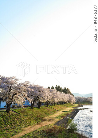 斉内川沿いの桜並木(秋田県) 斉内川沿いの桜並木(秋田県) 94376377
