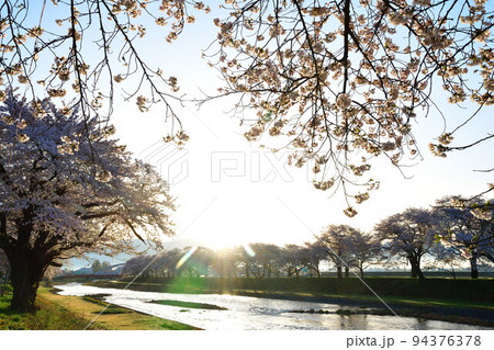 斉内川沿いの桜並木(秋田県) 斉内川沿いの桜並木(秋田県) 94376378