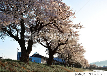 斉内川沿いの桜並木(秋田県) 斉内川沿いの桜並木(秋田県) 94376379