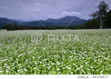 福島県南会津郡南会津町八総　曇り空の舘岩地域の高杖原地区に広がるたかつえそば畑の白い蕎麦の花 94376677