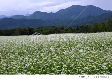 福島県南会津郡南会津町八総　曇り空の舘岩地域の高杖原地区に広がるたかつえそば畑の白い蕎麦の花 94376681