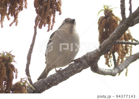 ニュウナイスズメ クヌギの花に付いた虫を探す 頬に黒い斑点の無いスズメ ニュウナイスズメ クヌギの花に付いた虫を探す 頬に黒い斑点の無いスズメ 94377143