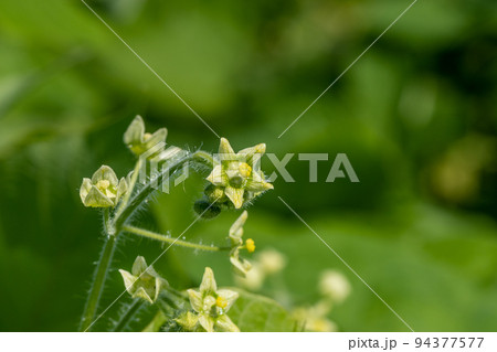 アレチウリの花　特定外来生物　帰化植物 94377577