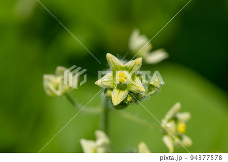 アレチウリの花　特定外来生物　帰化植物 94377578