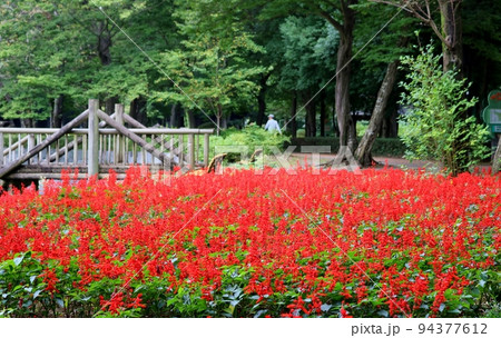 初秋の午後 散策路を赤く染めるサルビアの花 ネーブルパーク 初秋の午後 散策路を赤く染めるサルビアの花 ネーブルパーク 94377612