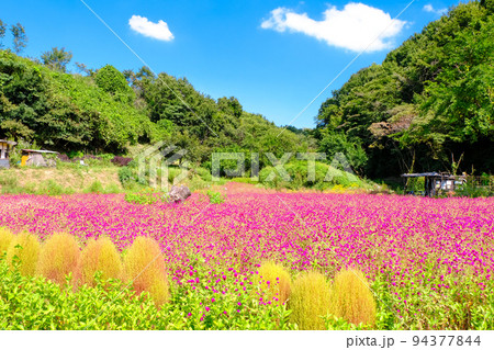 ホウキグサと千日紅 ホウキグサと千日紅 94377844
