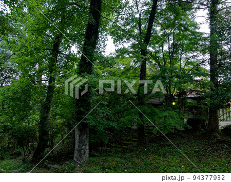 研究林の森林風景 研究林の森林風景 94377932